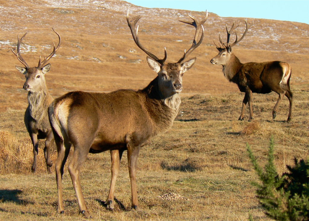 Red Deer